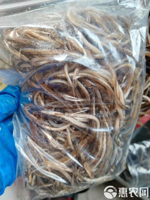 海龍魚圖片大全大圖高清壁紙