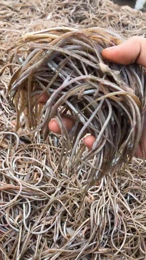 海龍魚圖片大全大圖高清壁紙