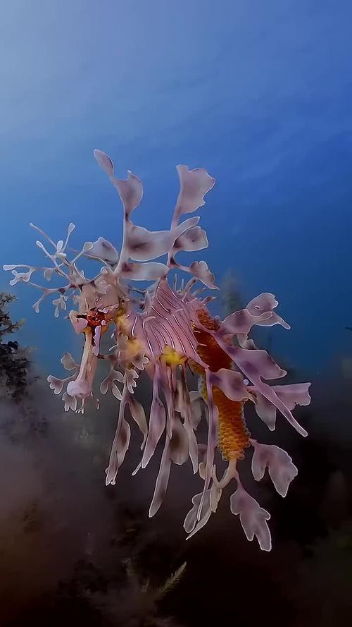 海龍魚圖片大全大圖高清壁紙