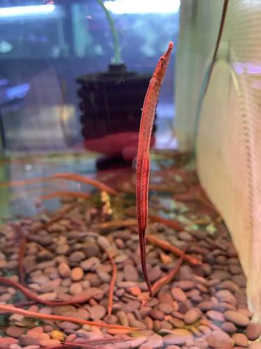 海龍魚圖片大全大圖高清壁紙