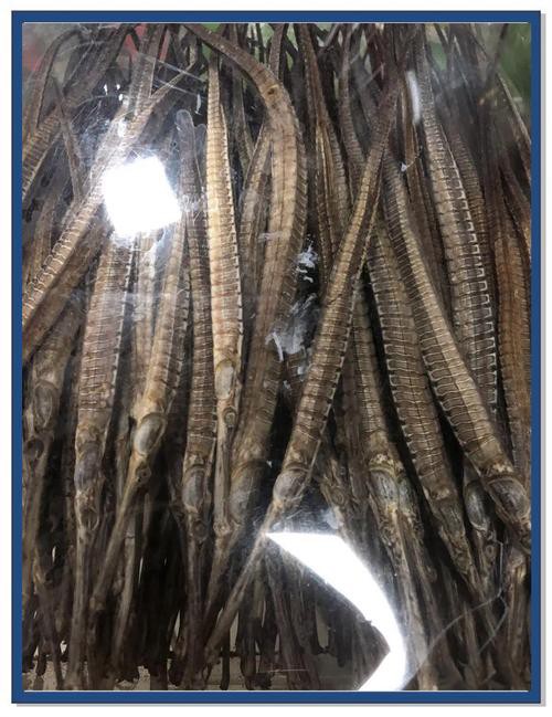 海龍魚圖片大全大圖高清壁紙