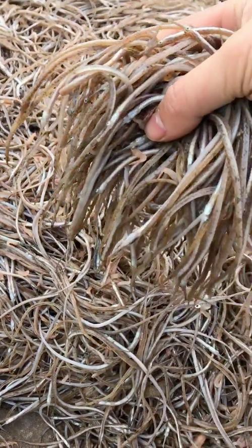 海龍魚圖片大全大圖高清壁紙