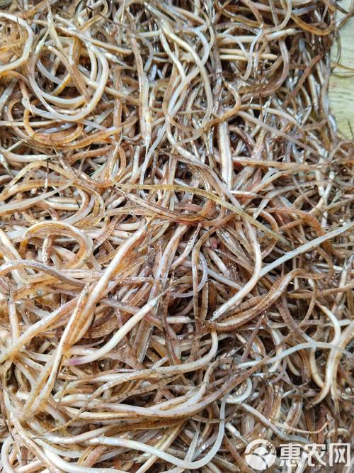 海龍魚圖片大全大圖高清壁紙