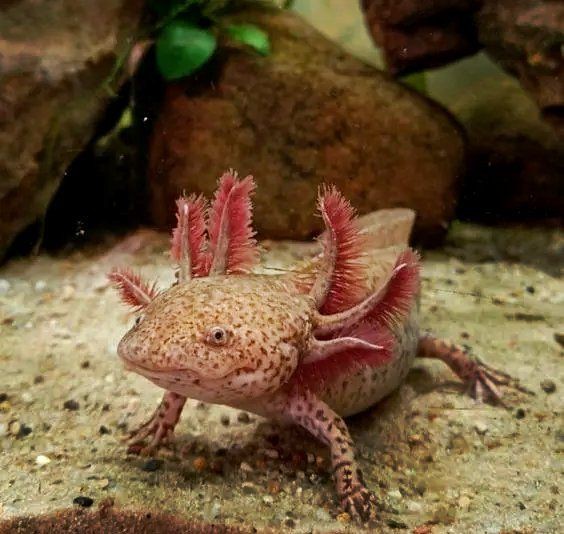 蠑螈寄生蟲會傳染人嗎