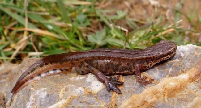 蠑螈寄生蟲會傳染人嗎