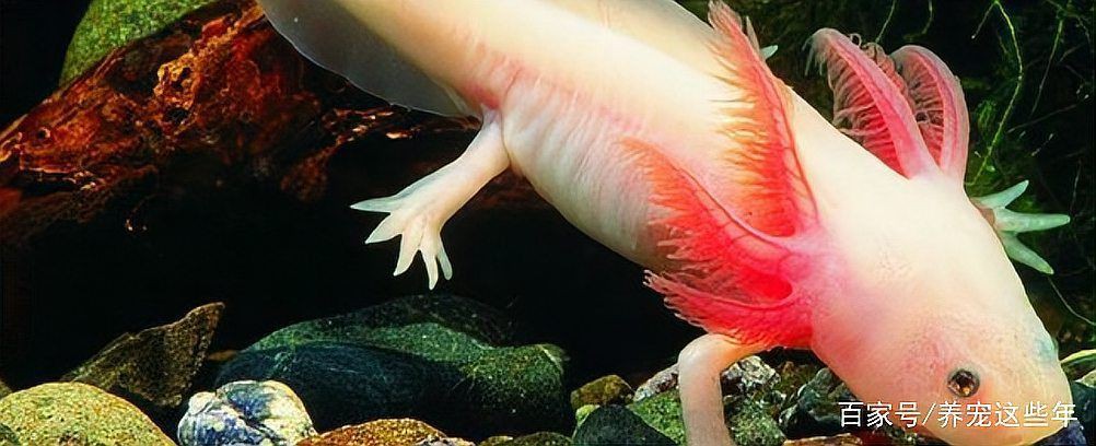 蠑螈寄生蟲會傳染人嗎