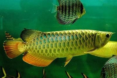 養(yǎng)殖金龍魚的成本包括以下幾個方面：成本類型,魚苗費用：養(yǎng)殖一條金龍魚的成本大約多少？