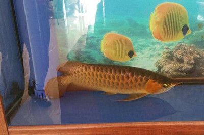 喂龍魚用什么小魚最好吃：喂龍魚用什么小魚最好吃喂龍魚用什么小魚最好吃
