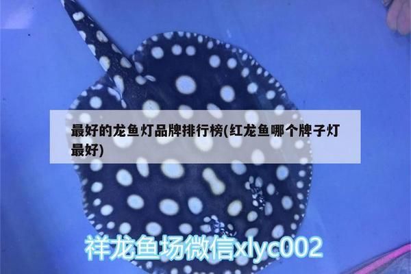 龍魚燈什么牌子最好最安全的，如何選擇龍魚燈品牌