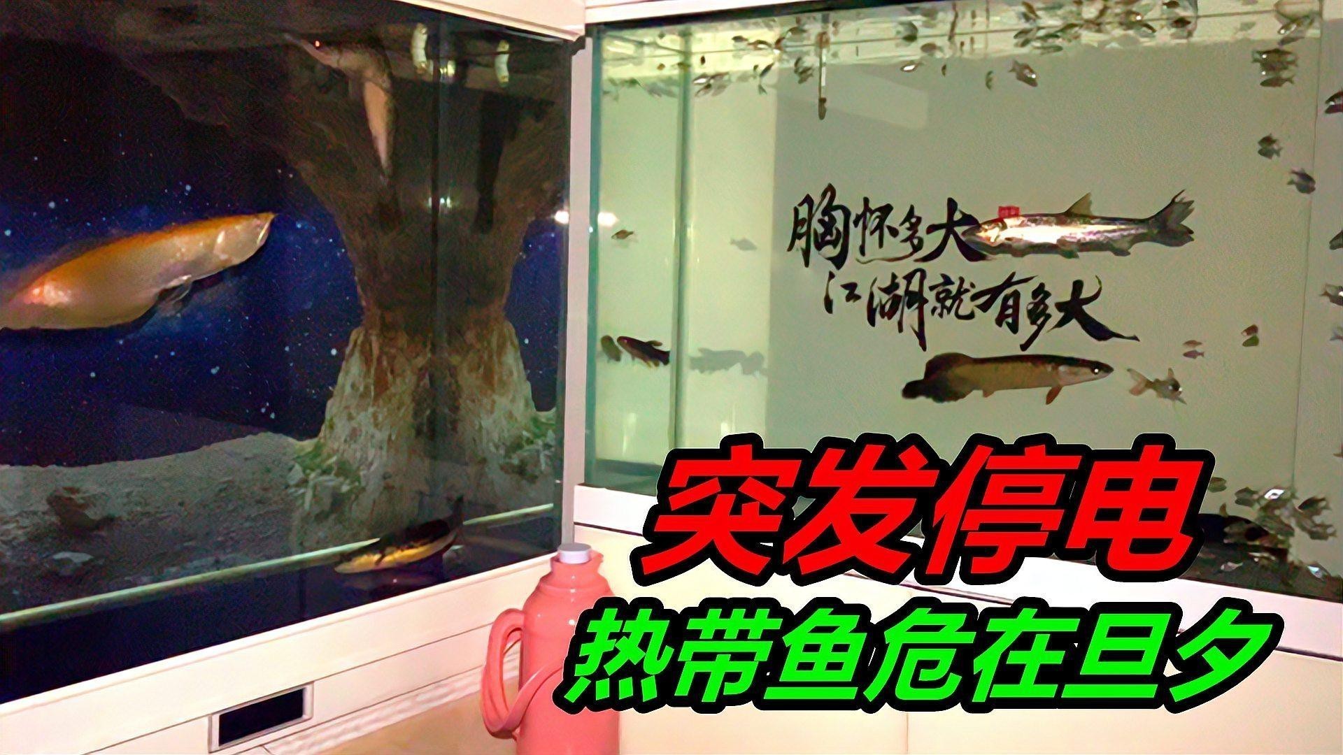 如何判斷龍魚是否需要加溫？