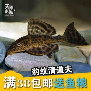 龍魚(yú)缸需要放清道夫嗎：龍魚(yú)缸是否需要放清道夫