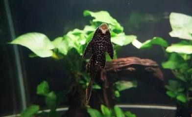 龍魚(yú)缸需要放清道夫嗎：龍魚(yú)缸是否需要放清道夫