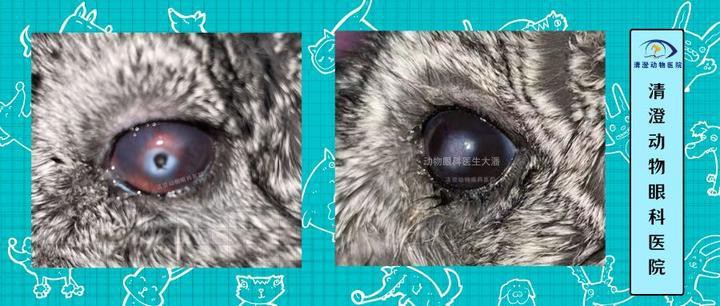 龍貓先天性疾病可以治愈嗎？