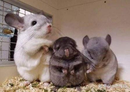 龍貓先天性疾病可以治愈嗎？