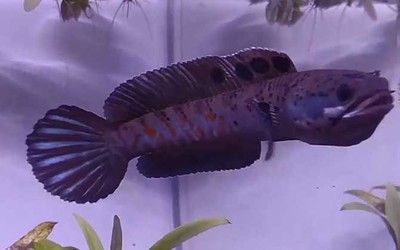 雷龍魚進貨批發(fā)市場：合肥雷龍魚進貨批發(fā)市場