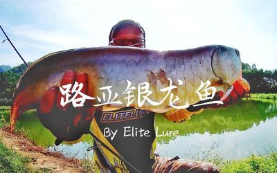 銀龍魚(yú)死了有什么預(yù)兆