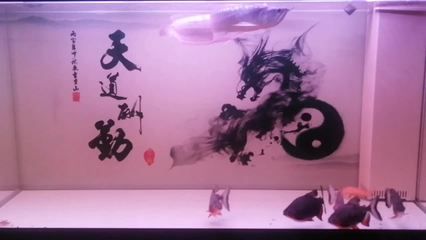 銀龍魚(yú)死了有什么預(yù)兆