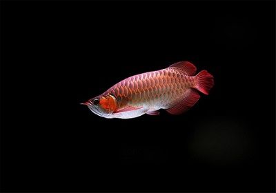 紅龍魚的鱗片是一樣數量嗎：紅龍魚的鱗片是一樣數量嗎，對不起