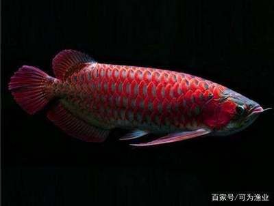 紅龍魚的鱗片是一樣數量嗎：紅龍魚的鱗片是一樣數量嗎，對不起