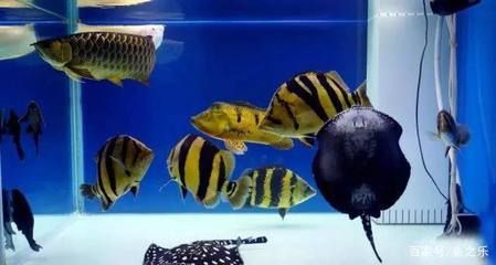 龍魚和龍魚混養好還是單養好