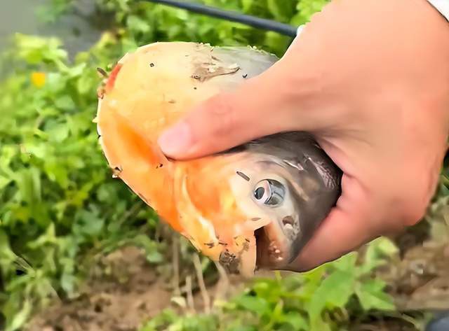 金龍魚銀龍魚紅龍魚鸚鵡魚食人魚