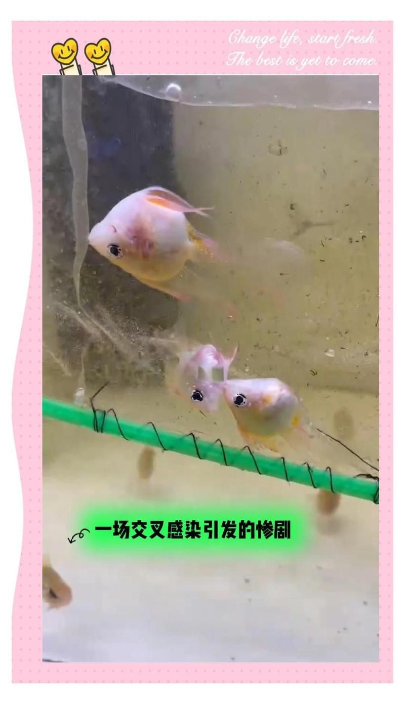 合缸交叉感染有哪些典型案例