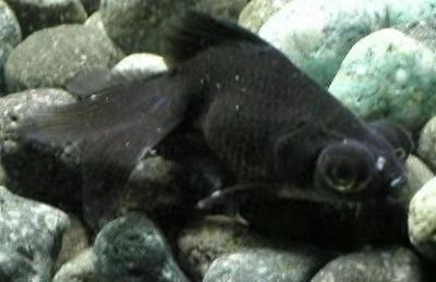 能與龍魚混養(yǎng)的黑色熱帶魚（適合與龍魚混養(yǎng)的黑色熱帶魚）