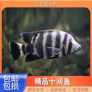 能與龍魚混養(yǎng)的黑色熱帶魚（適合與龍魚混養(yǎng)的黑色熱帶魚）