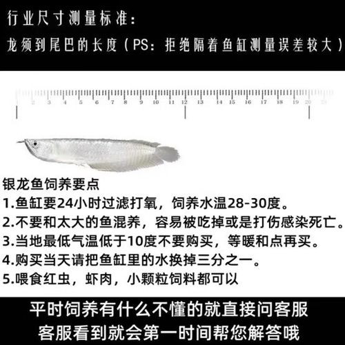5cm龍魚苗的價格是多少？