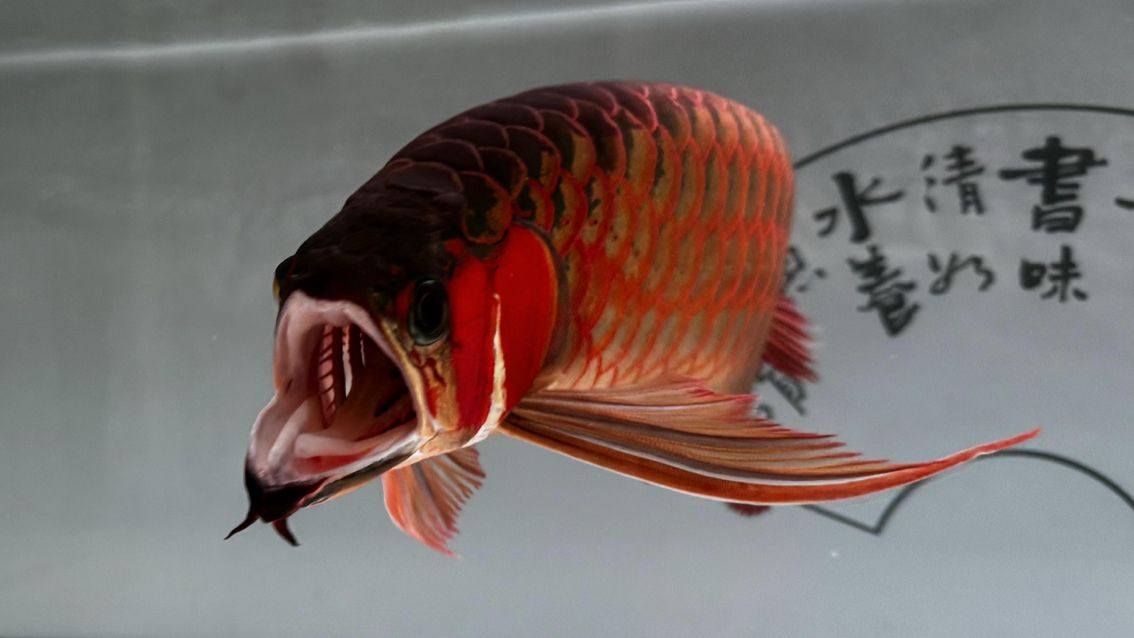 金龍魚觀賞魚在哪買好：金龍魚觀賞魚在哪買好呢