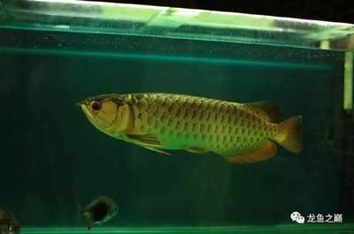 壓養龍魚還能不能長大：壓養的龍魚并非完全無法長大但其生長潛力和健康狀況