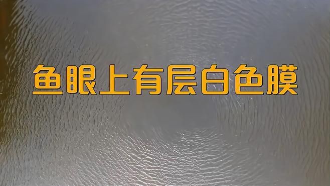 如何判斷觀賞魚眼睛白膜的嚴重程度？