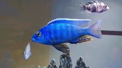 賣龍魚取一個店名字可以嗎：賣龍魚的店鋪取名可以嗎？