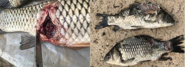 龍魚魚鰭充血：龍魚魚鰭充血可能由以下幾個原因引起：針對以上的原因