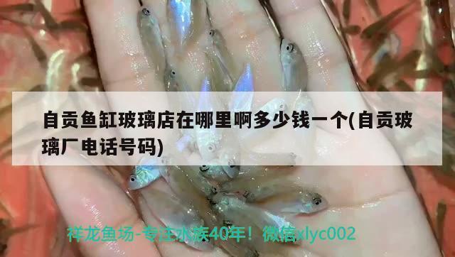 自貢魚缸玻璃店在哪里啊多少錢一個(自貢玻璃廠電話號碼)
