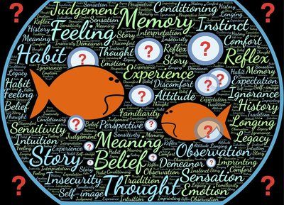 細(xì)線銀版魚(yú)繁殖飼料選擇，細(xì)線銀版魚(yú)的飼料選擇