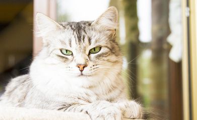 細(xì)線銀版魚(yú)繁殖飼料選擇，細(xì)線銀版魚(yú)的飼料選擇