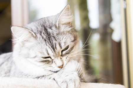 細(xì)線銀版魚(yú)繁殖飼料選擇，細(xì)線銀版魚(yú)的飼料選擇