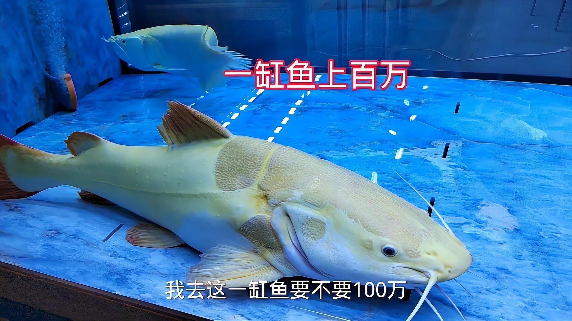 銀龍魚和白化龍魚
