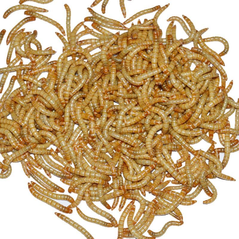 20厘米的金龍魚吃多少粒飼料合適（20厘米的金龍魚一天喂多少飼料合適）