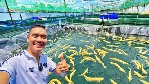 大金頭過背金龍魚的最佳飼養環境是什么？