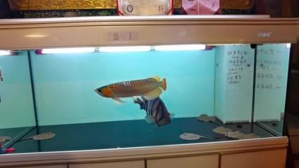 萬(wàn)吉龍魚(yú)官網(wǎng)（萬(wàn)吉龍魚(yú)官網(wǎng)可能是指專門銷售或提供萬(wàn)吉龍魚(yú)信息的官方網(wǎng)站）