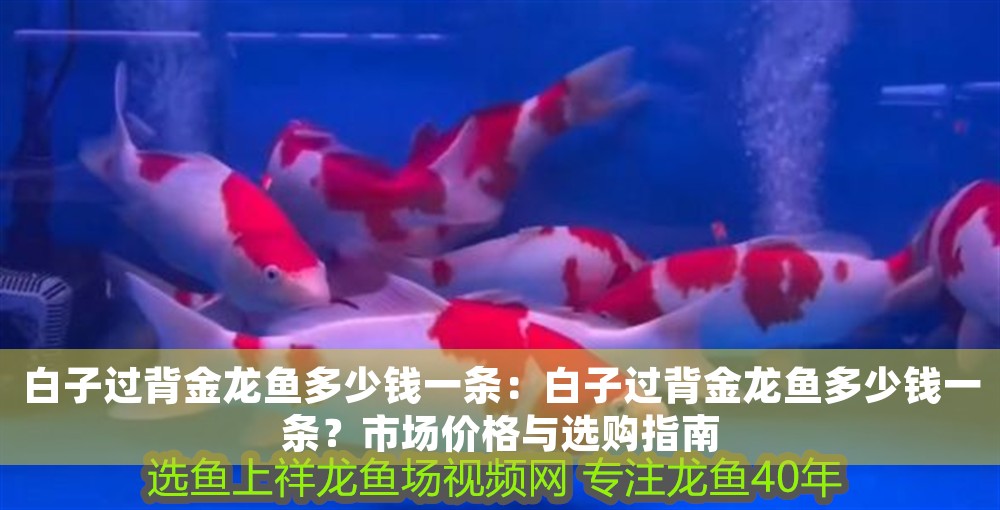 白子過背金龍魚多少錢一條：白子過背金龍魚多少錢一條？市場價格與選購指南