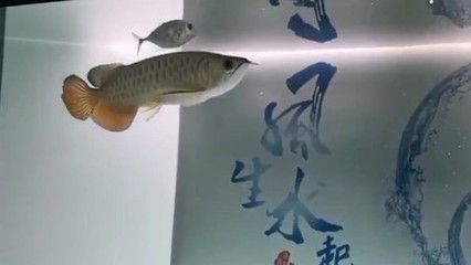 龍魚紀錄片在線觀看：關(guān)于龍魚紀錄片在線觀看