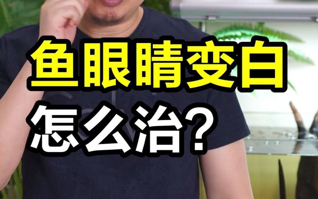 如何判斷魚眼睛白膜是否細菌感染？