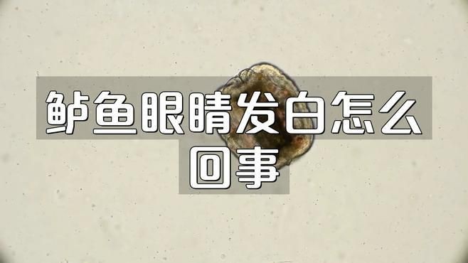 如何判斷魚眼睛白膜是否細菌感染？