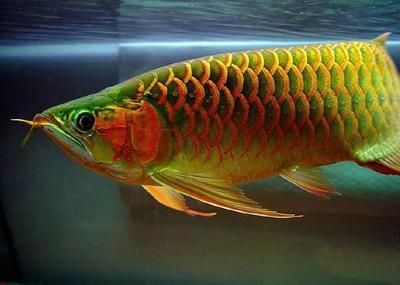 龍魚可以買保險嗎（寵物保險是否涵蓋龍魚，如何選擇合適的養魚保險）