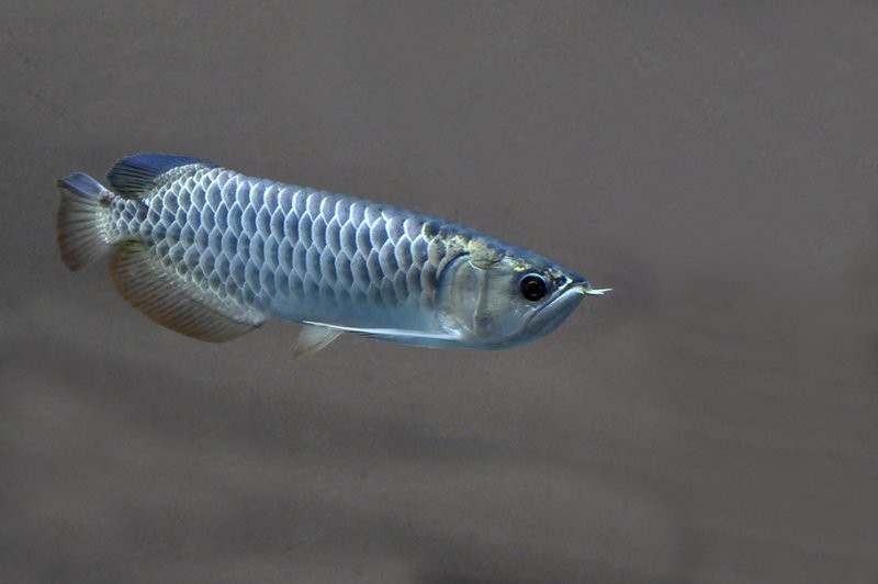 有沒有專門拍攝龍魚的攝影師？