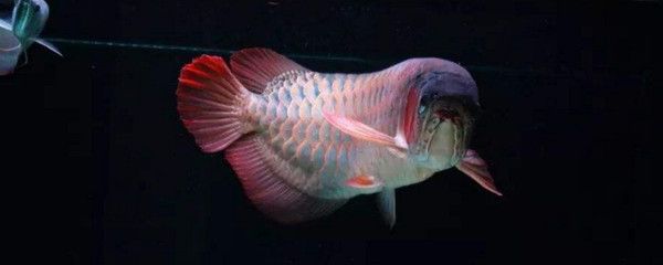 龍魚掉眼與燈光擺放位置的關系（燈光擺放位置不是龍魚掉眼的原因）