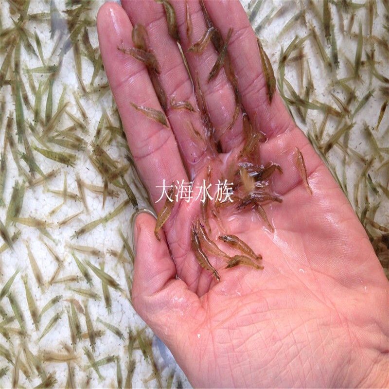 能和龍魚一起養的清潔魚品種（與龍魚混養的清潔魚）